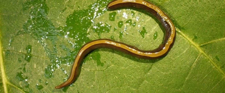 Your Dog or Cat Might Be Spreading an Invasive Flatworm