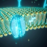 Scientists Finally Solve the Mystery of Cell Membrane Behavior Scientists Finally Solve the Mystery of Cell Membrane Behavior