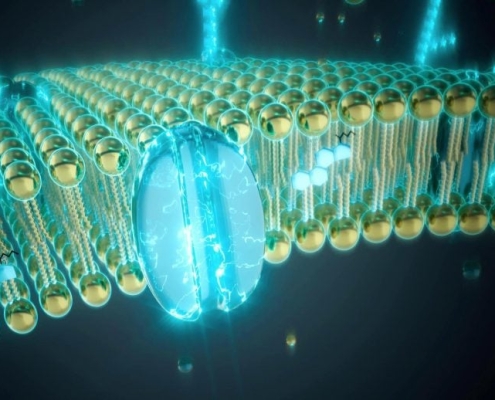 Scientists Finally Solve the Mystery of Cell Membrane Behavior