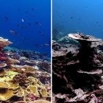 Half the World’s Coral Reefs Devastated by Record Ocean Heat