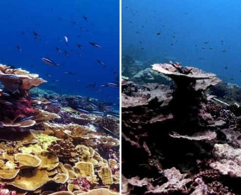 Half the World’s Coral Reefs Devastated by Record Ocean Heat