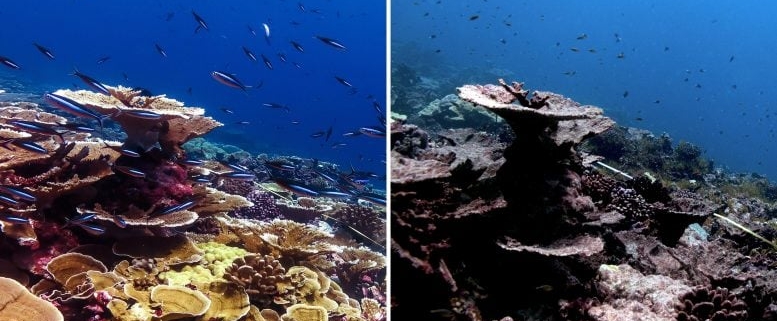 Half the World’s Coral Reefs Devastated by Record Ocean Heat Half the World’s Coral Reefs Devastated by Record Ocean Heat