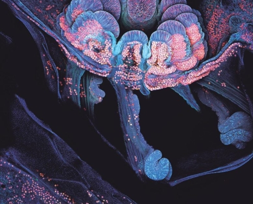 A Microscopic Coral Trick Could Help Save the Great Barrier Reef A Microscopic Coral Trick Could Help Save the Great Barrier Reef