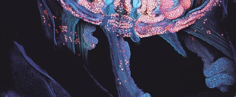 A Microscopic Coral Trick Could Help Save the Great Barrier Reef A Microscopic Coral Trick Could Help Save the Great Barrier Reef