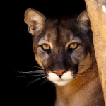 Wolves vs. Cougars: New Study Reveals Who Really Dominates Yellowstone