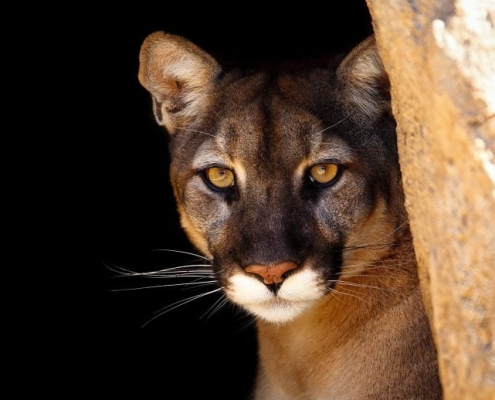 Wolves vs. Cougars: New Study Reveals Who Really Dominates Yellowstone