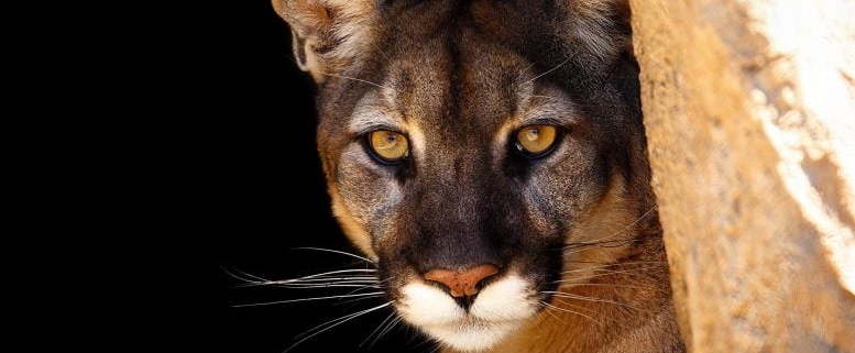 Wolves vs. Cougars: New Study Reveals Who Really Dominates Yellowstone