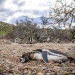Thousands of Penguins Are Being Killed and the Reason Is Complicated