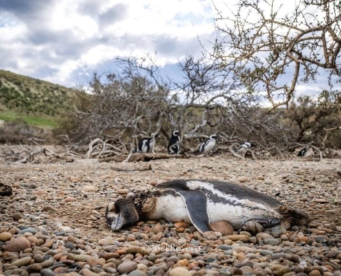 Thousands of Penguins Are Being Killed and the Reason Is Complicated