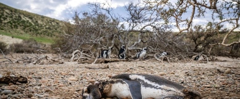 Thousands of Penguins Are Being Killed and the Reason Is Complicated