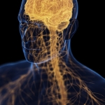 ‘Brain-Bone-Axis’ May Link Depression With Osteoporosis, Study Claims : ScienceAlert ‘Brain-Bone-Axis’ May Link Depression With Osteoporosis, Study Claims : ScienceAlert