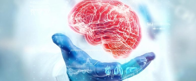 Aging Rewrites the Brain’s Protein Code – and Scientists Just Found the Switch