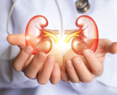 Scientists Watched Kidneys Age in Months and Found a Kidney Protector