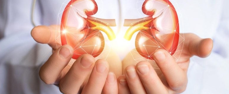 Scientists Watched Kidneys Age in Months and Found a Kidney Protector Scientists Watched Kidneys Age in Months and Found a Kidney Protector