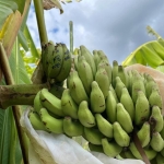 Scientists Find the Gene That Could Save the World’s Bananas