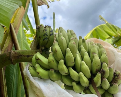 Scientists Find the Gene That Could Save the World’s Bananas