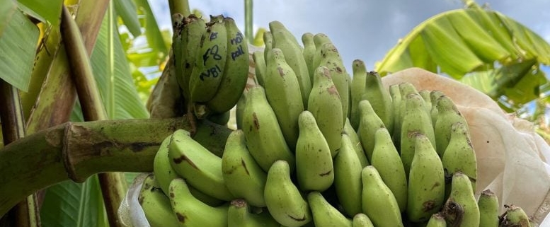 Scientists Find the Gene That Could Save the World’s Bananas