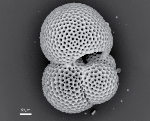 Ancient Plankton Reveal a Surprise About Future Ocean Oxygen Ancient Plankton Reveal a Surprise About Future Ocean Oxygen