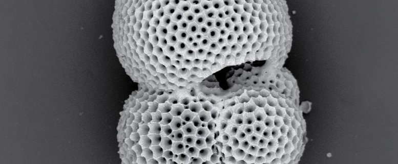 Ancient Plankton Reveal a Surprise About Future Ocean Oxygen