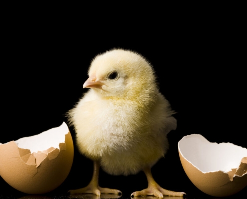 From chickens to humans, animals think “bouba” sounds round