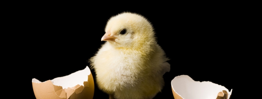From chickens to humans, animals think “bouba” sounds round From chickens to humans, animals think “bouba” sounds round