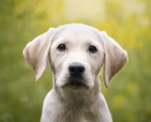 Ring cancels Flock deal after dystopian Super Bowl ad prompts mass outrage