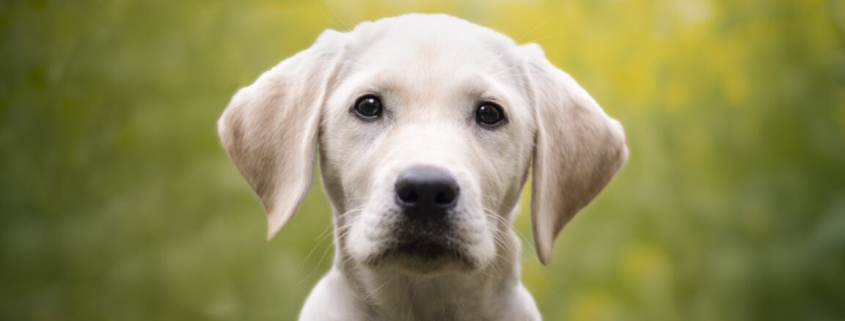 Ring cancels Flock deal after dystopian Super Bowl ad prompts mass outrage Ring cancels Flock deal after dystopian Super Bowl ad prompts mass outrage