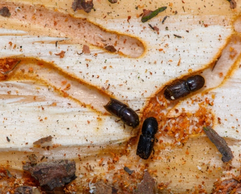 Fungus could be the insecticide of the future