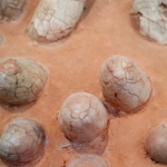 Dinosaur eggshells can reveal the age of other fossils Dinosaur eggshells can reveal the age of other fossils