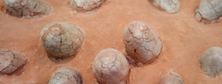 Dinosaur eggshells can reveal the age of other fossils Dinosaur eggshells can reveal the age of other fossils