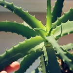 Aloe Vera Compound May Help Fight Alzheimer’s Disease, Simulations Suggest : ScienceAlert