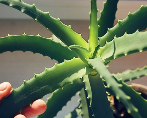 Aloe Vera Compound May Help Fight Alzheimer’s Disease, Simulations Suggest : ScienceAlert