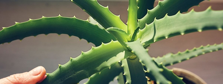 Aloe Vera Compound May Help Fight Alzheimer’s Disease, Simulations Suggest : ScienceAlert