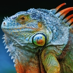 Iguanas Drop From Florida’s Trees as Record Cold Blasts Southern US : ScienceAlert