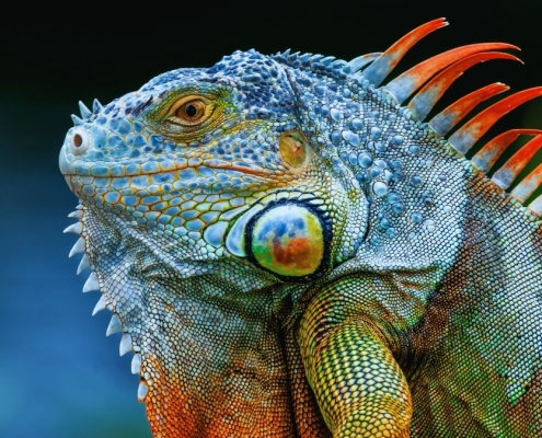 Iguanas Drop From Florida’s Trees as Record Cold Blasts Southern US : ScienceAlert