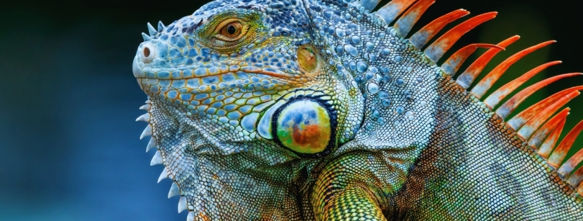 Iguanas Drop From Florida’s Trees as Record Cold Blasts Southern US : ScienceAlert