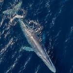 Marine Institute seeking applicants for 2026 Bursary Programme Marine Institute seeking applicants for 2026 Bursary Programme