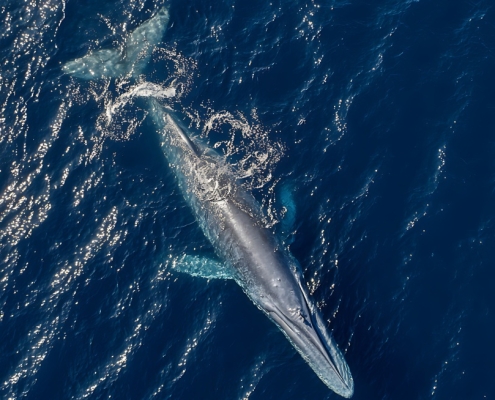 Marine Institute seeking applicants for 2026 Bursary Programme