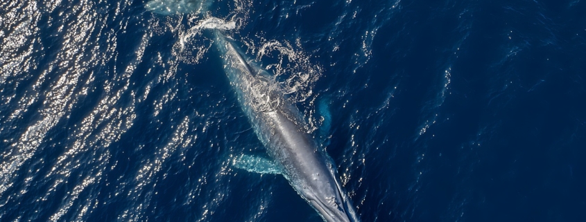 Marine Institute seeking applicants for 2026 Bursary Programme Marine Institute seeking applicants for 2026 Bursary Programme