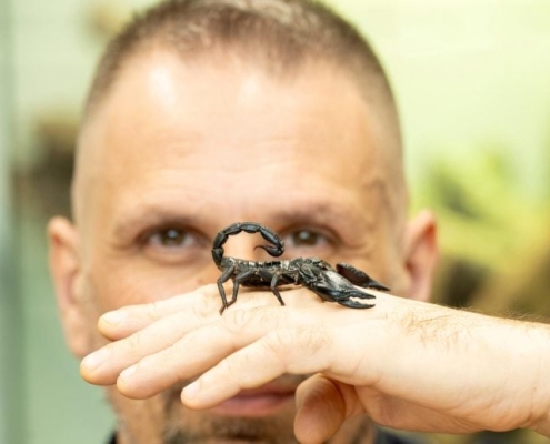 Scientists Just Found a Way to Predict Where Deadly Scorpions Will Strike