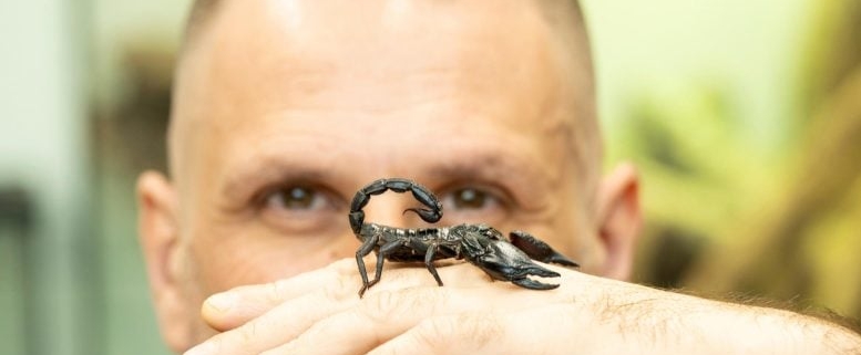 Scientists Just Found a Way to Predict Where Deadly Scorpions Will Strike Scientists Just Found a Way to Predict Where Deadly Scorpions Will Strike