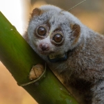 The Wild Becomes a “Death Trap” for Rescued Slow Lorises