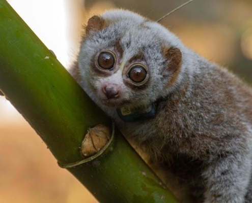 The Wild Becomes a “Death Trap” for Rescued Slow Lorises