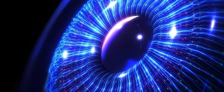 Blindness Breakthrough? This Snail Regrows Eyes in 30 Days Blindness Breakthrough? This Snail Regrows Eyes in 30 Days