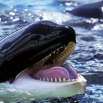 Alaska’s Killer Whales Have a Surprisingly Diverse Menu Alaska’s Killer Whales Have a Surprisingly Diverse Menu