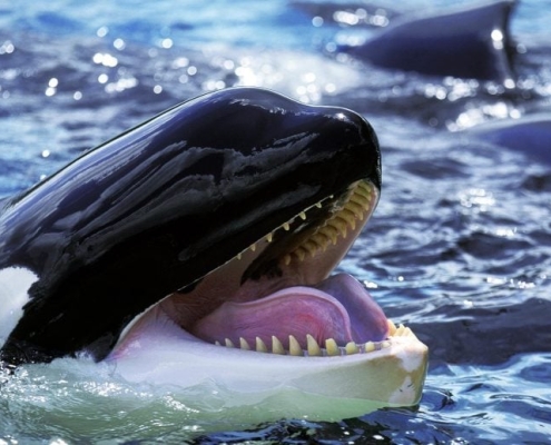 Alaska’s Killer Whales Have a Surprisingly Diverse Menu