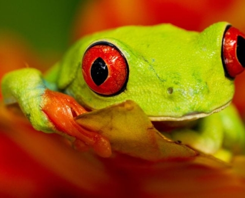 As the Planet Warms Nature’s Engine Is Grinding to a Halt