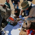 Why conservationists are making rhinos radioactive