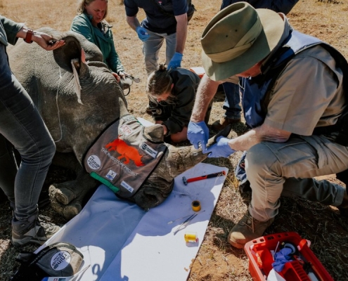 Why conservationists are making rhinos radioactive