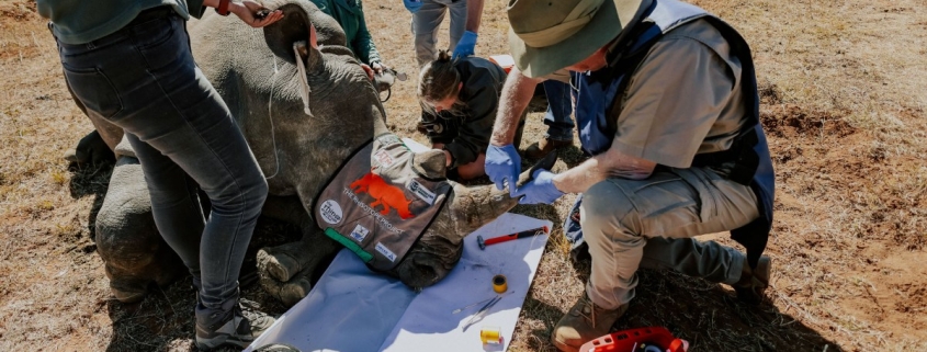 Why conservationists are making rhinos radioactive